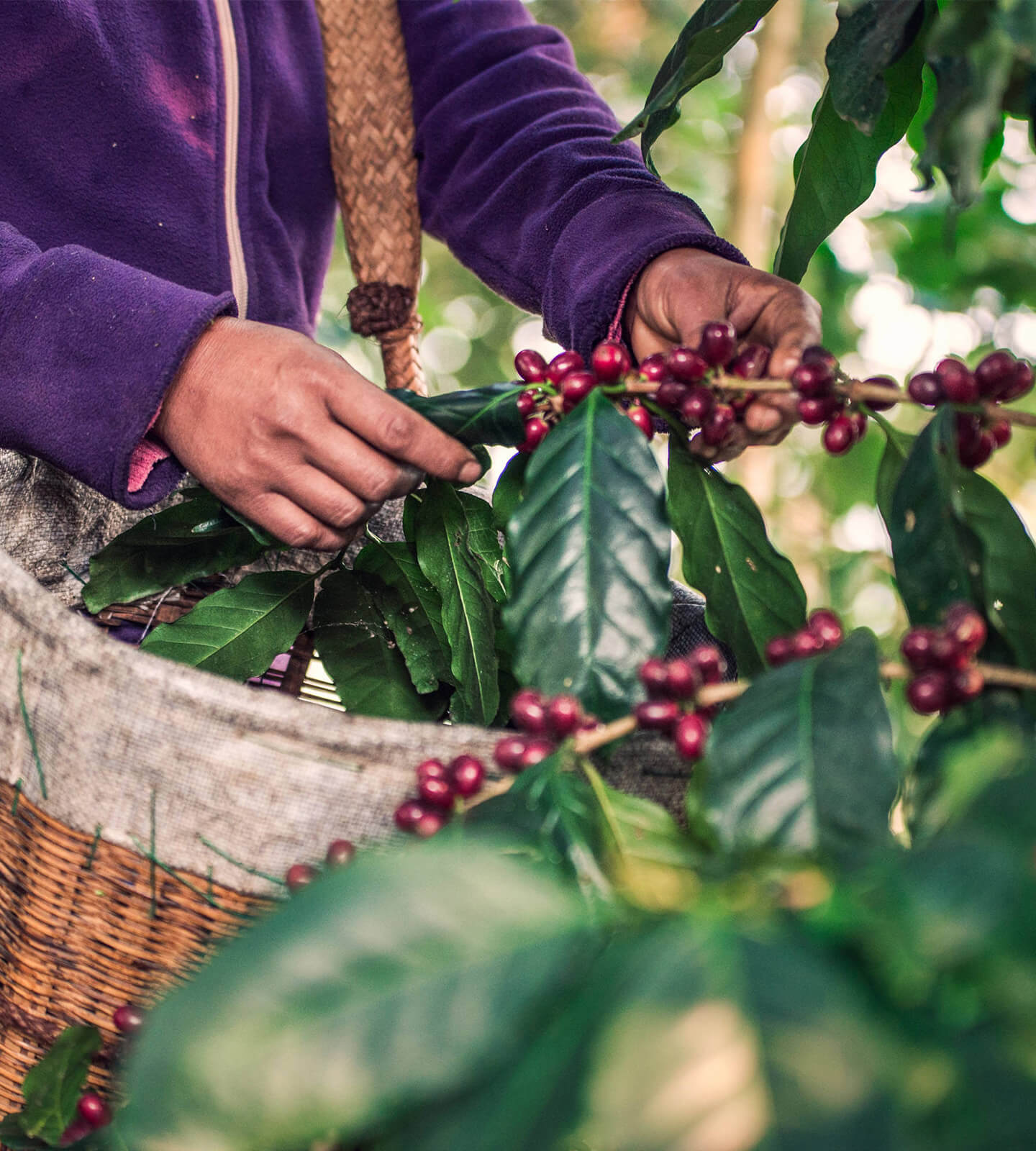 Coffee Is a Fruit